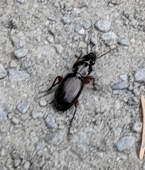 Pterostichus madidus