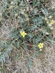 Sibbaldianthe bifurca