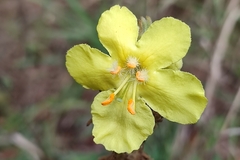 Verbascum phlomoides