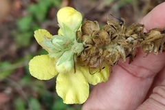 Verbascum phlomoides