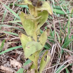 Verbascum phlomoides