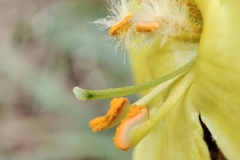 Verbascum phlomoides