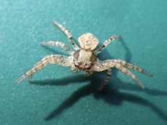 Thomisidae