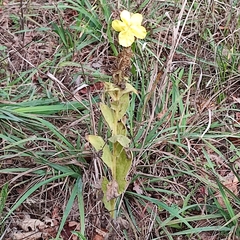 Verbascum phlomoides