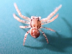 Thomisidae