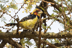 Trachyphonus vaillantii