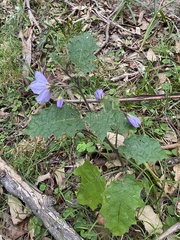 Solanum prinophyllum