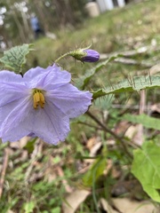 Solanum prinophyllum
