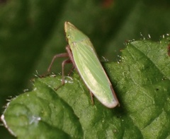Draeculacephala minerva