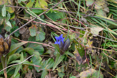 Gentiana septemfida