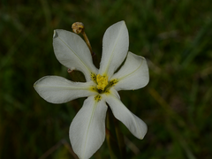Moraea britteniae