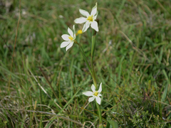 Moraea britteniae