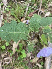 Solanum prinophyllum