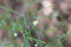 Symphyotrichum subulatum