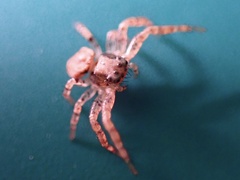 Thomisidae
