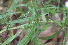 Symphyotrichum subulatum