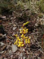 Acacia buxifolia