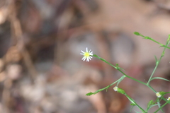 Symphyotrichum subulatum