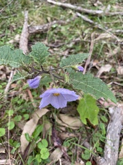 Solanum prinophyllum