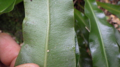 Elaphoglossum macropodium