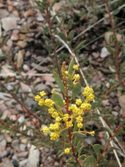 Acacia buxifolia