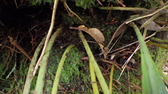 Elaphoglossum macropodium