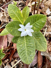 Gardenia megasperma