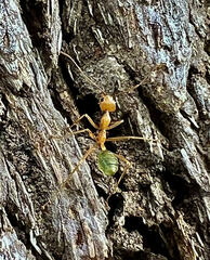 Oecophylla smaragdina