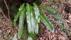 Elaphoglossum macropodium
