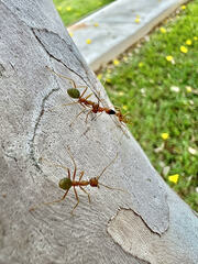 Oecophylla smaragdina