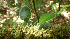 Elaphoglossum macropodium