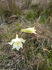 Gladiolus tristis