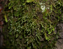 Homalia trichomanoides