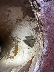 Catocala nupta