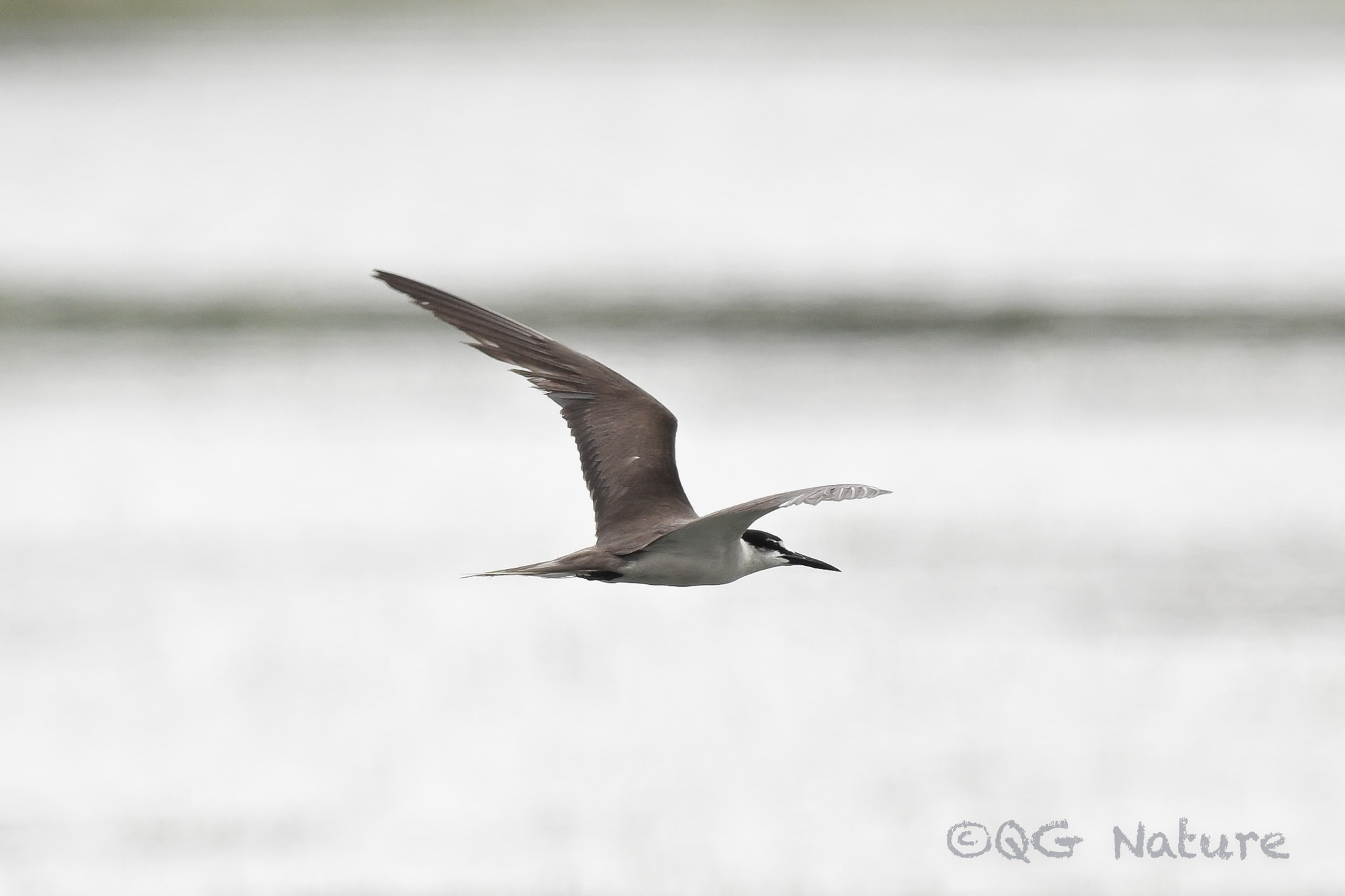 Bridled Tern
