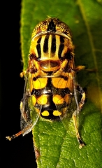 Eristalinus punctulatus