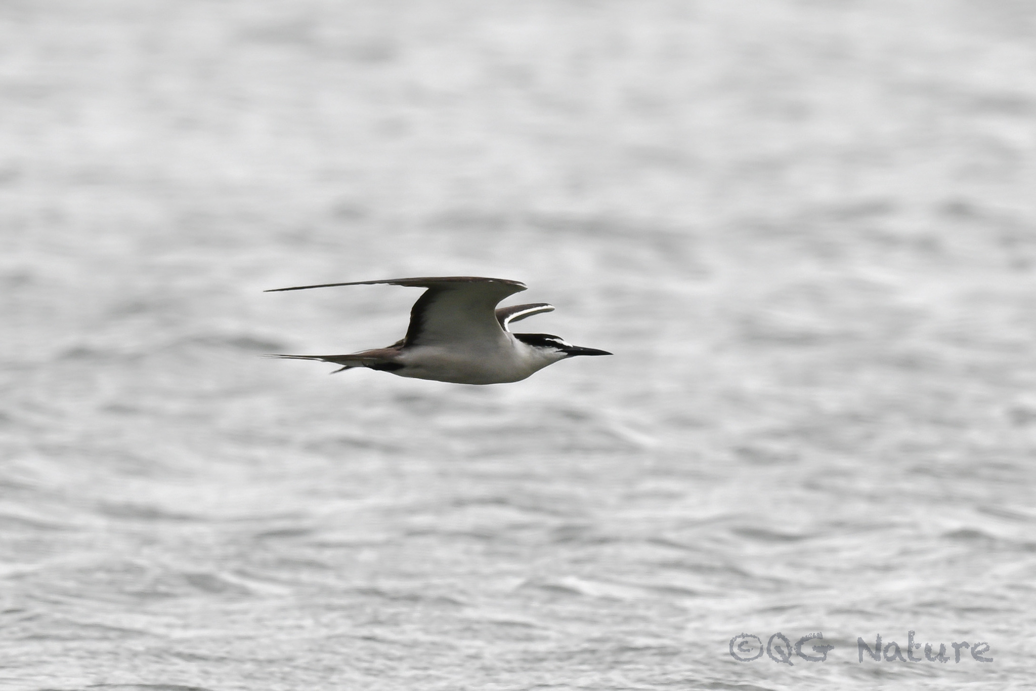Bridled Tern