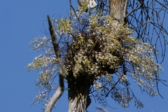 Dendrobium canaliculatum foelschei