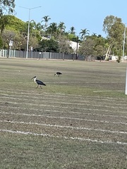 Threskiornis spinicollis