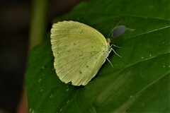 Eurema hecabe