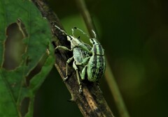 Parapionus varicolor