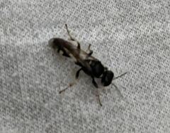 Crossocerus