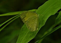 Eurema hecabe
