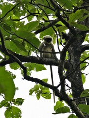 Semnopithecus entellus
