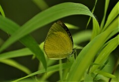 Eurema laeta