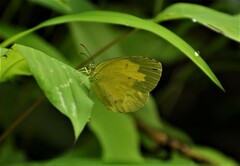 Eurema hecabe