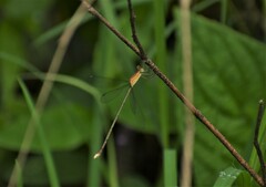 Lestes viridulus
