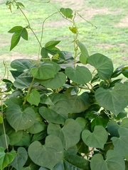 Ipomoea triloba