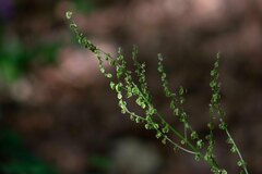 Rumex acetosa