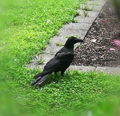 Corvus